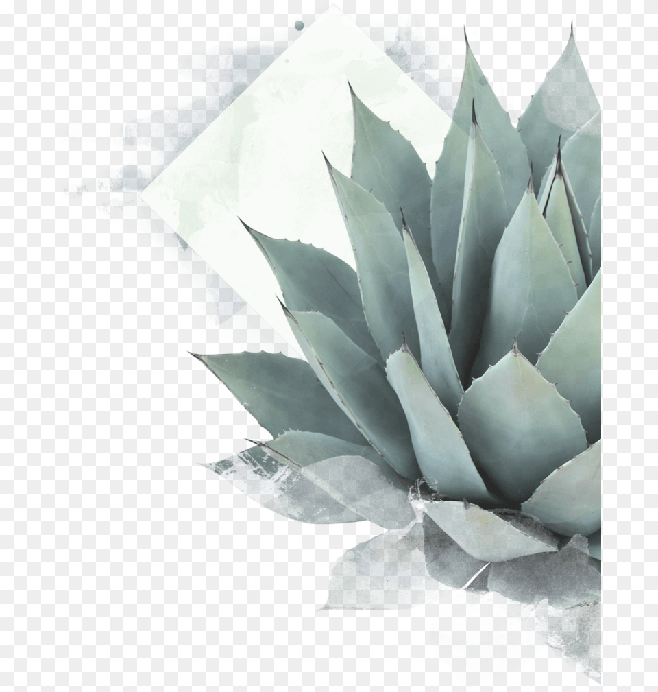 Aloe Drawing Maguey Plant Blue Agave Plant, Agavaceae Png