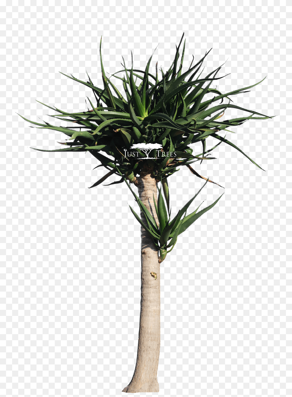 Aloe Drawing Tree Transparent Aloe Tree, Plant Free Png