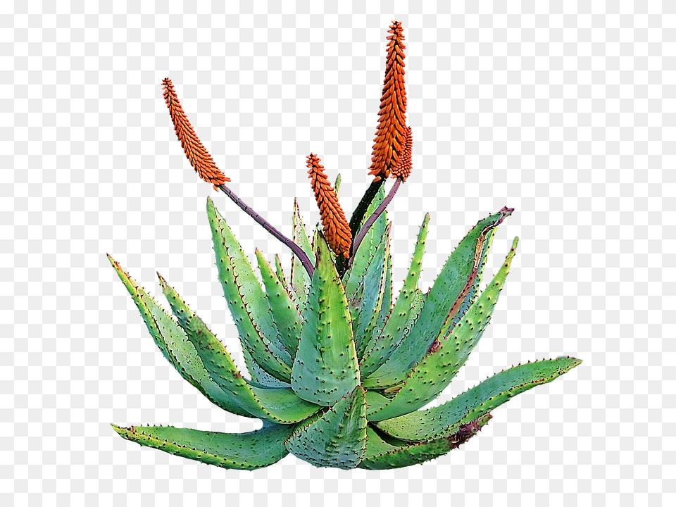 Aloe Free Download, Plant Png Image