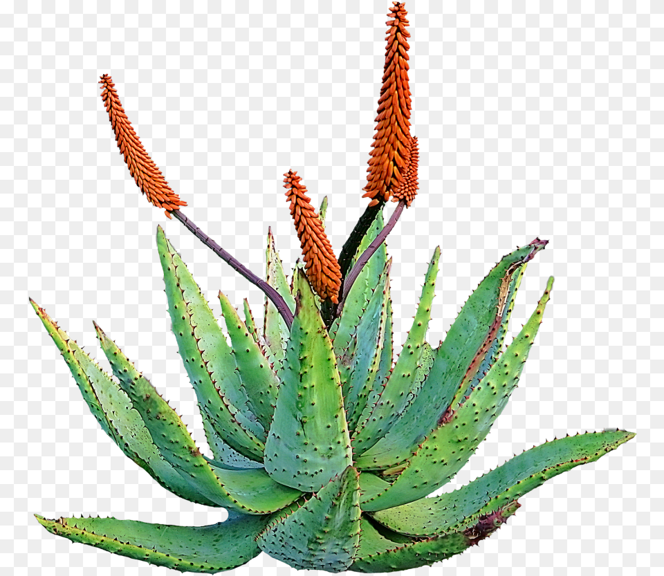 Aloe Download Aloe Vera Flower, Plant Free Transparent Png