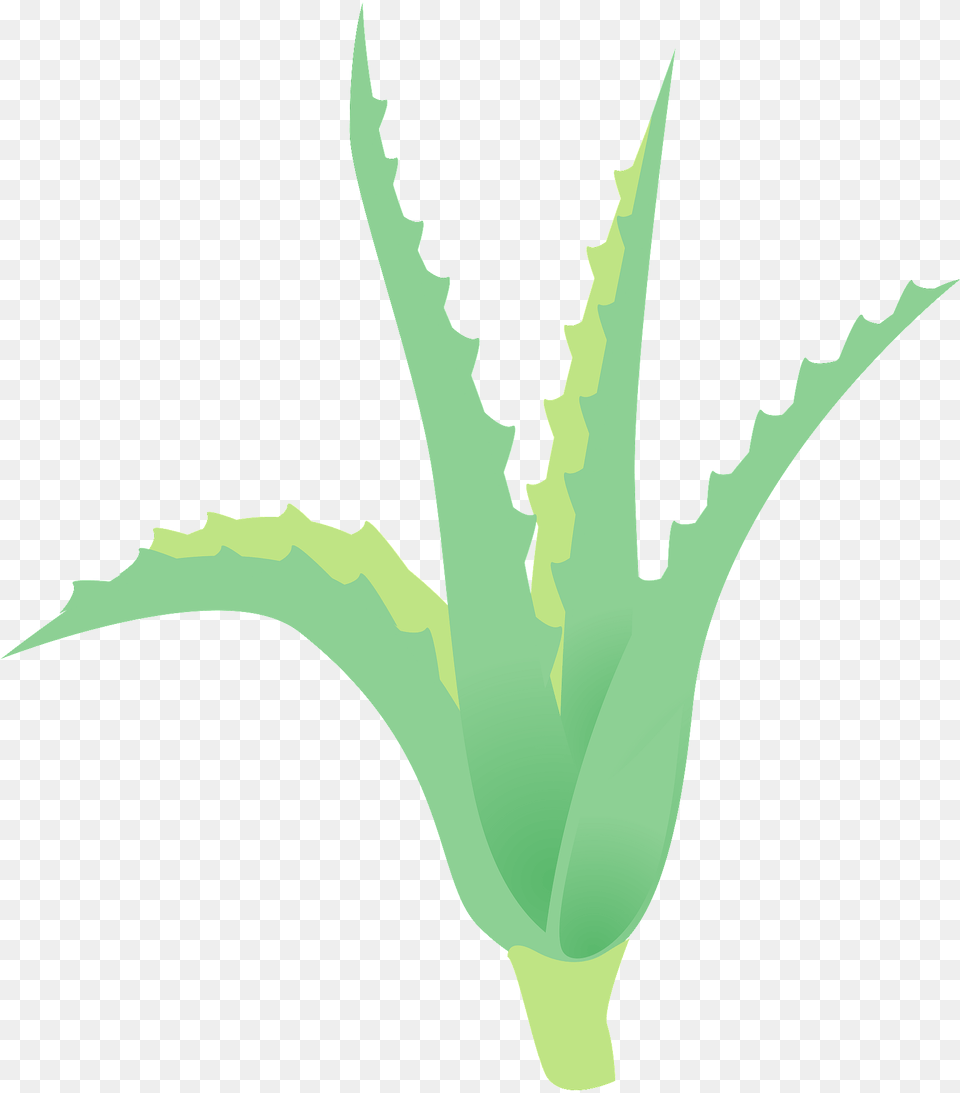 Aloe Plant Clipart, Leaf, Person Free Png Download