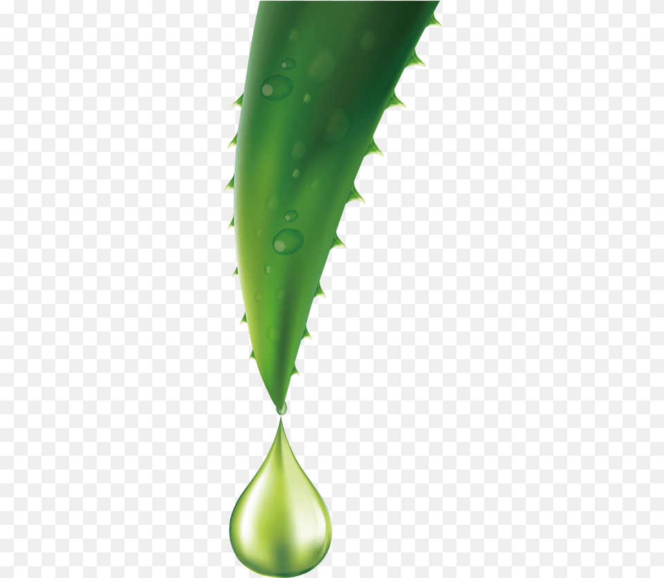 Aloe Queen A Reliable Source For Your Vera Needs Aloe Vera Vector, Green, Leaf, Plant, Droplet Free Png
