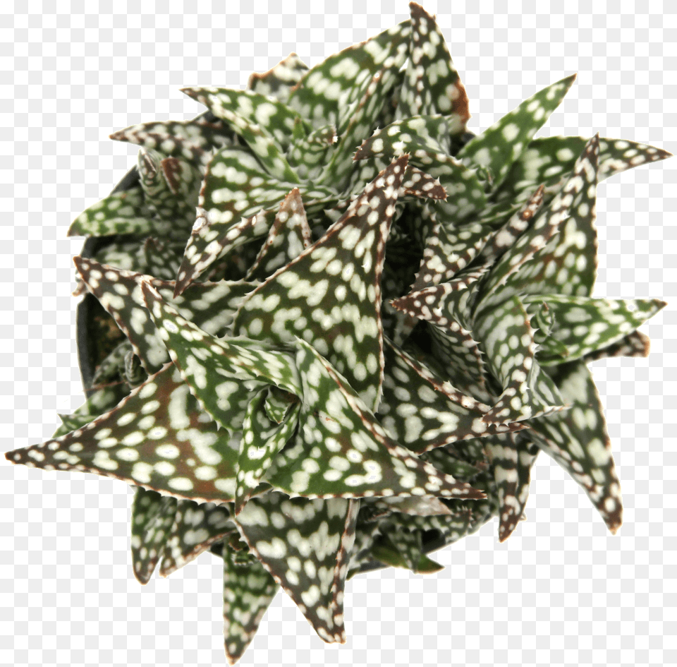 Aloe Snowstorm Aloe, Plant, Leaf, Potted Plant Free Png