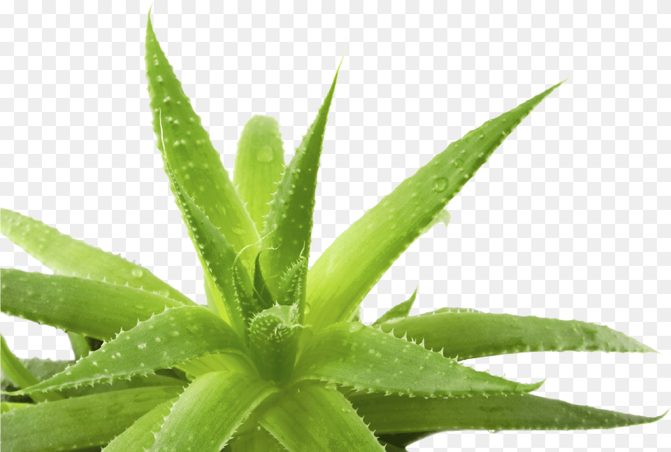 Aloe Transparent Background Transparent Background Aloe Vera, Plant Png Image