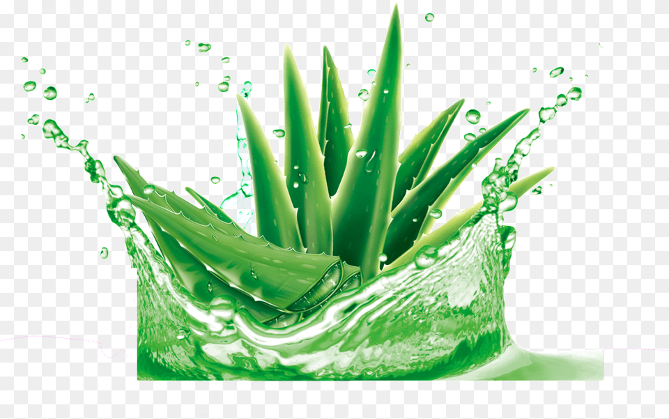 Aloe Transparent Decorative In Water Aloe Vera Images Hd, Green, Plant, Adult, Bride Png Image