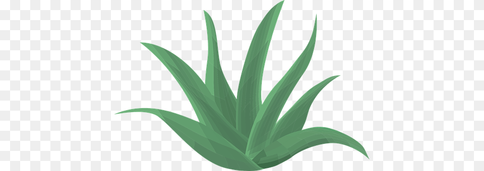 Aloe Vera Plant, Blade, Dagger, Knife Png