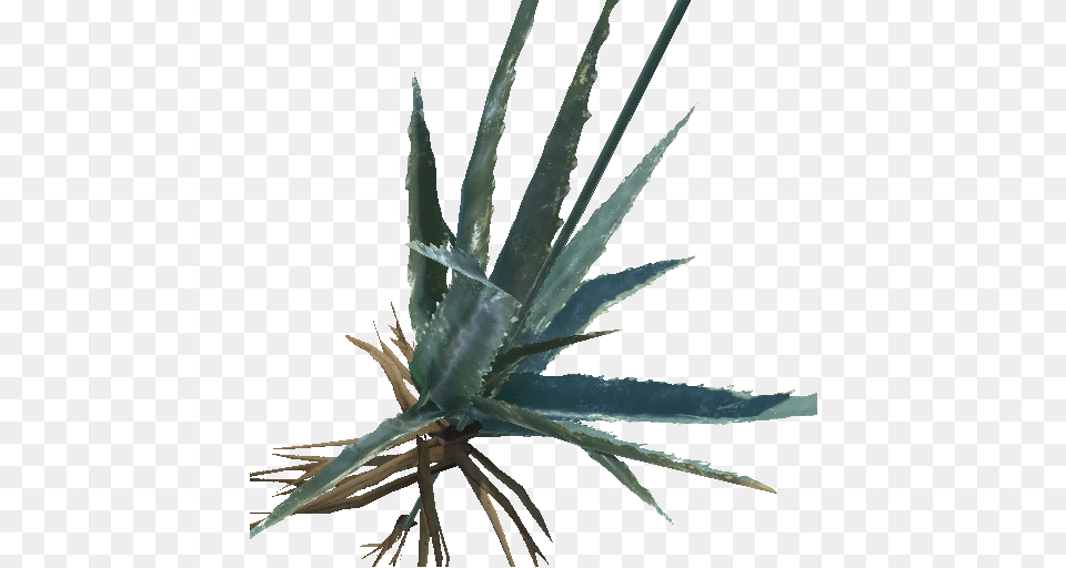 Aloe Vera, Bridge, Plant Free Transparent Png