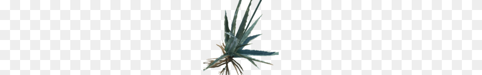 Aloe Vera, Plant Free Png