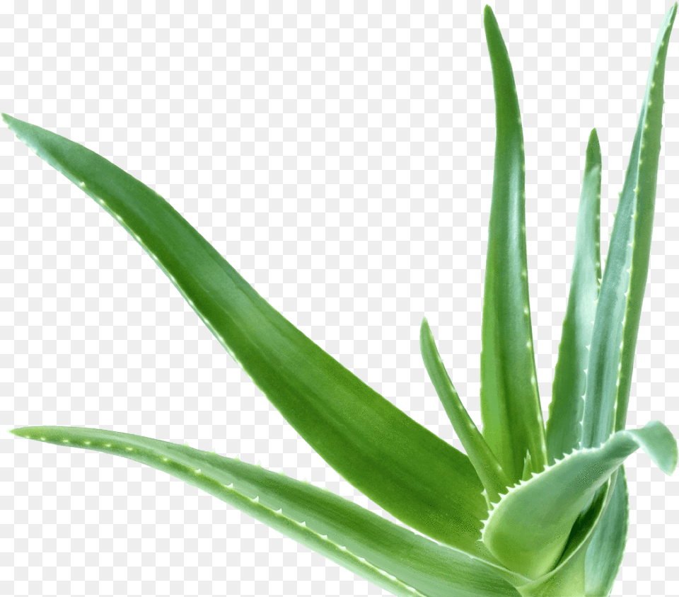 Aloe Vera, Plant Free Transparent Png