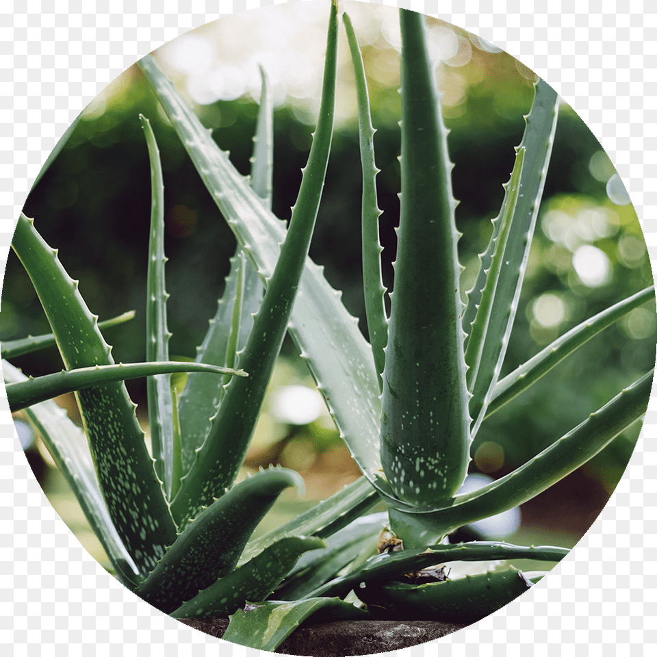 Aloe Vera, Plant Free Png Download