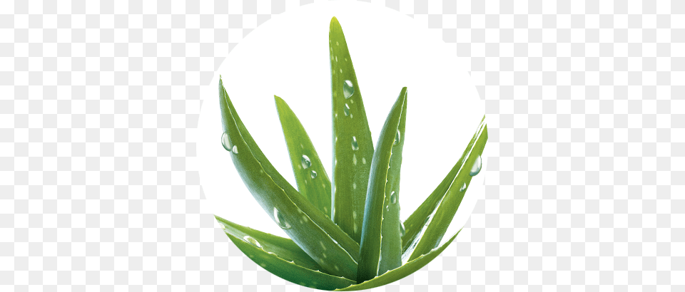 Aloe Vera, Leaf, Plant Png Image