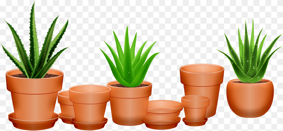 Aloe Vera, Plant, Cup Free Transparent Png