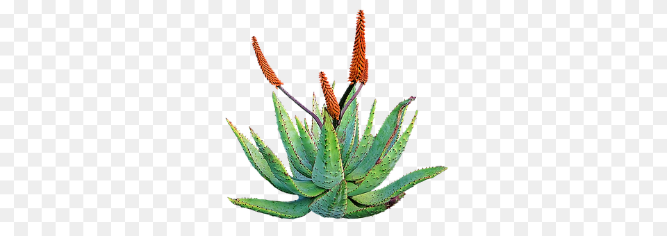 Aloe Vera Plant Free Png Download