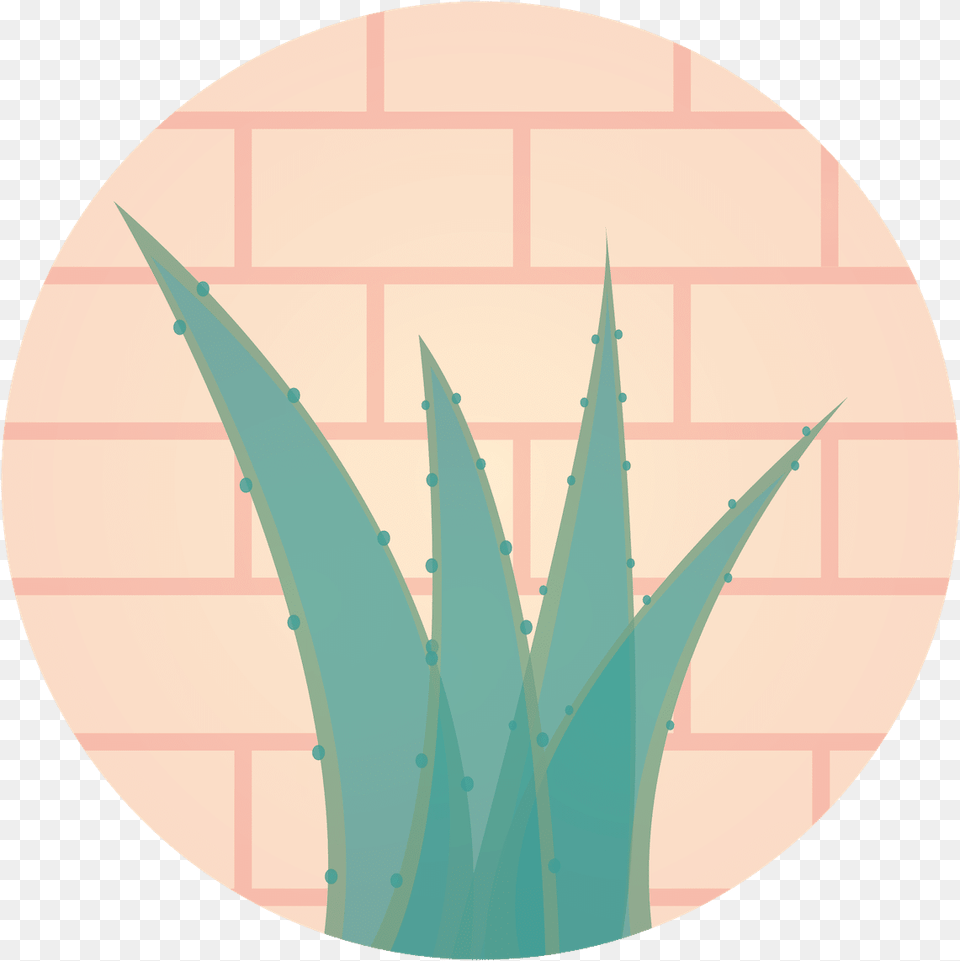 Aloe Vera A Miracle For Health Agave, Brick, Plant Png Image