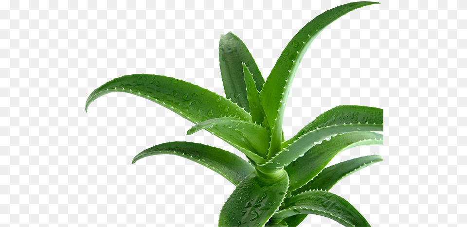 Aloe Vera Aloe, Plant Png