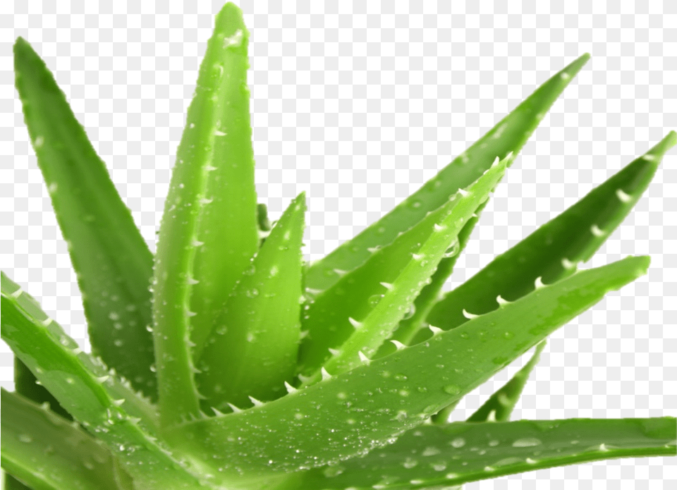 Aloe Vera Aloe Barbadensis Miller, Plant Free Png Download