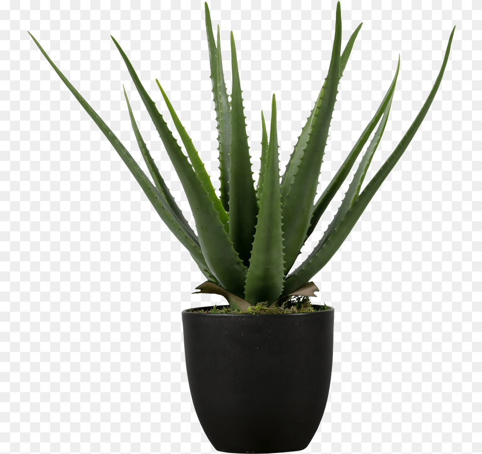 Aloe Vera Aloe Vera, Plant Free Transparent Png