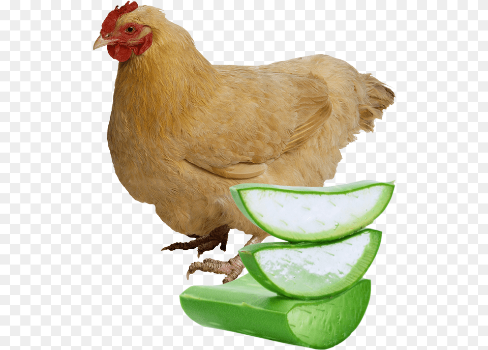 Aloe Vera And Egg, Animal, Bird, Chicken, Fowl Png