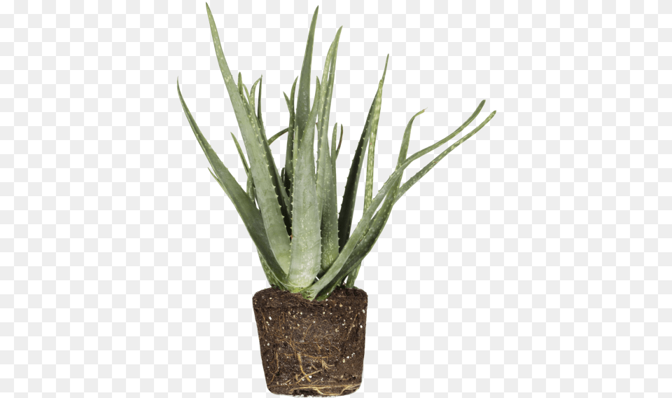 Aloe Vera Aspargo Rabo De Gato Em Vaso, Plant Free Png Download