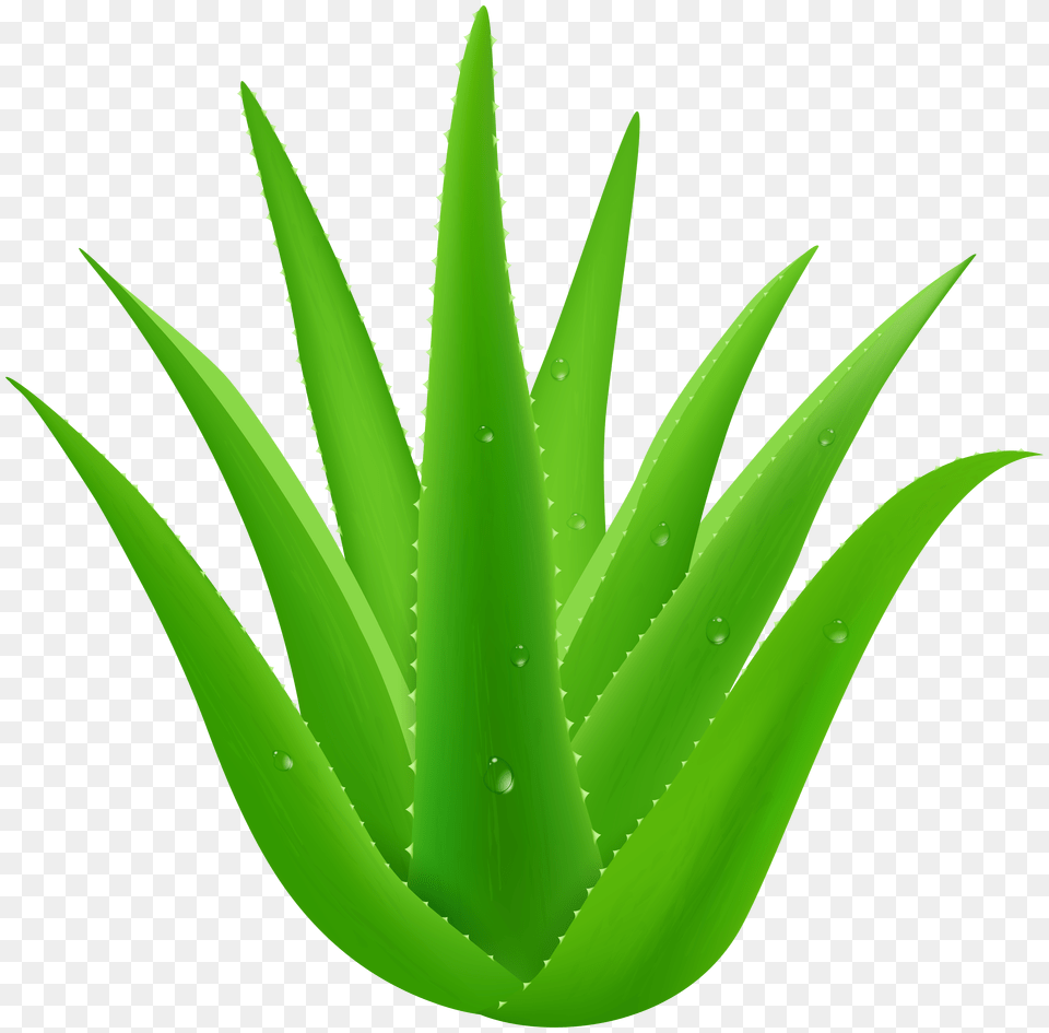 Aloe Vera Clip, Light, Chair, Furniture Free Png