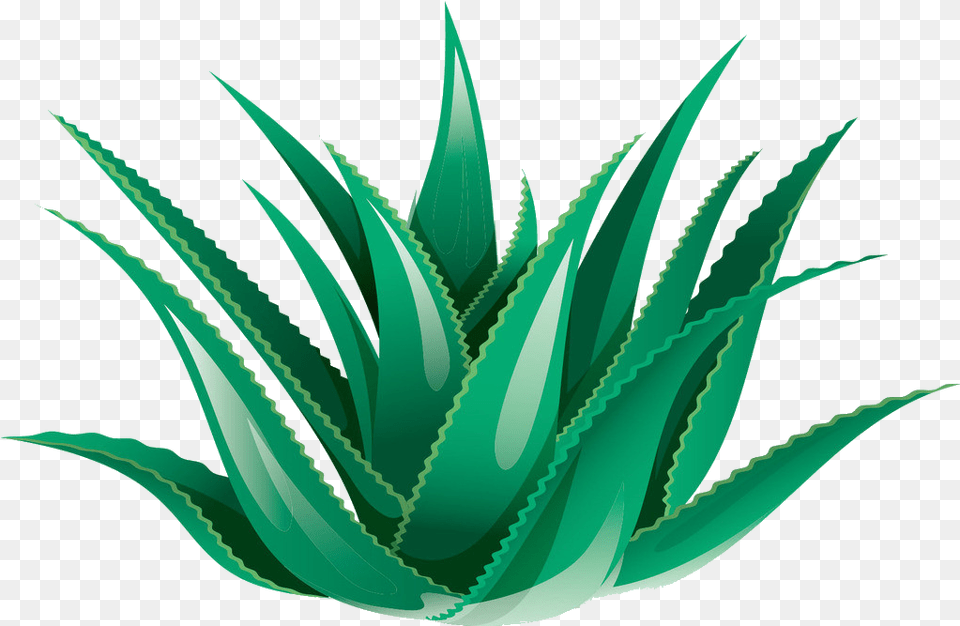 Aloe Vera Clipart Aloe Vera Watercolor, Plant Png