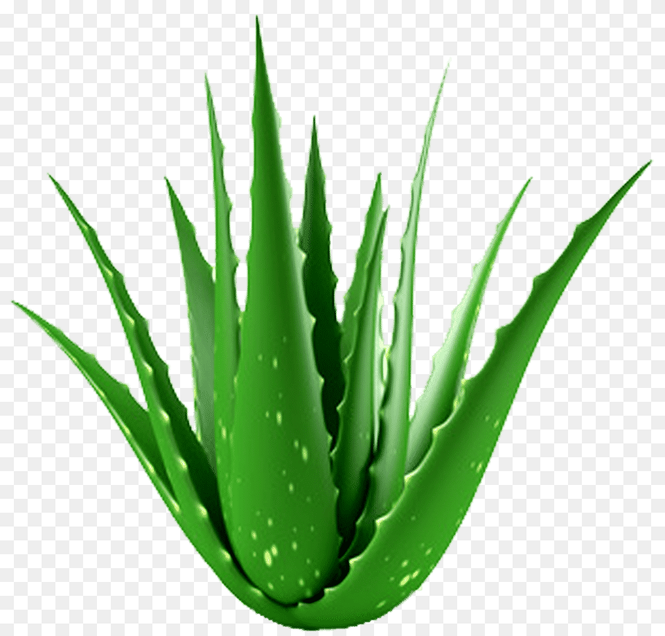 Aloe Vera Clipart Neem Aloe Vera, Plant Free Png Download