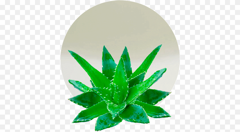 Aloe Vera Concentrate Crema Mani Aloe Vera Irge, Plant Png Image