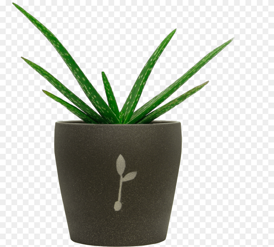 Aloe Vera Flowerpot, Plant, Potted Plant Free Transparent Png