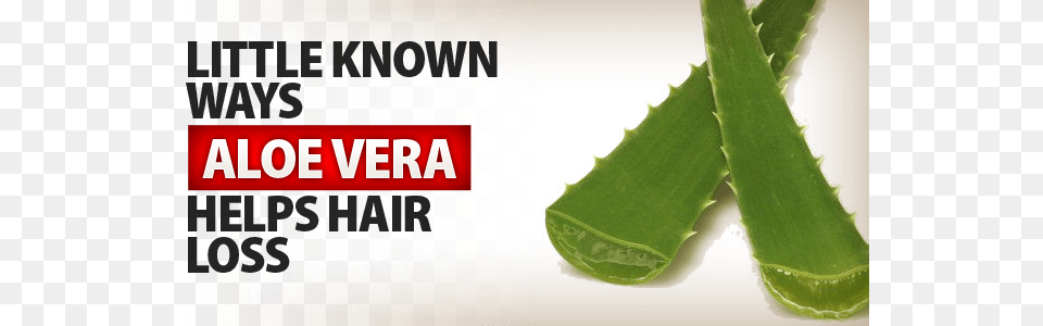 Aloe Vera For Hair Loss Facts And Benefits Har Vokse, Plant Free Png