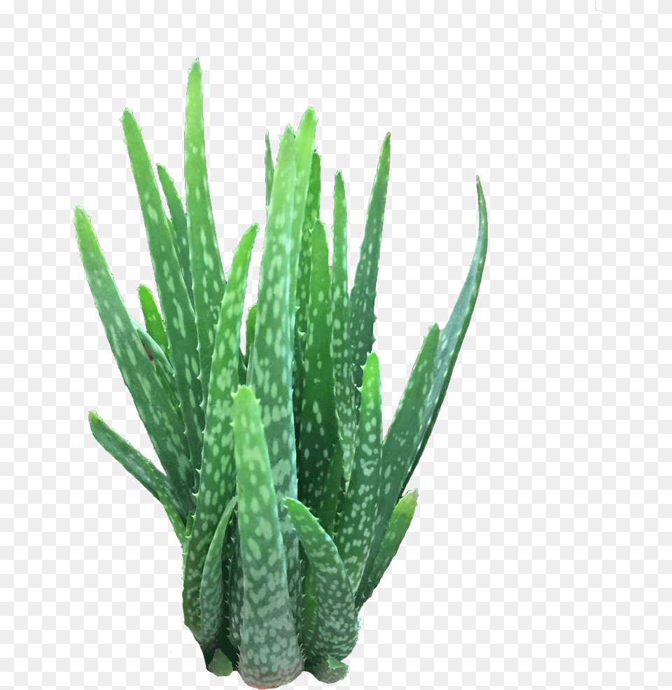 Aloe Vera Grass, Plant Free Png