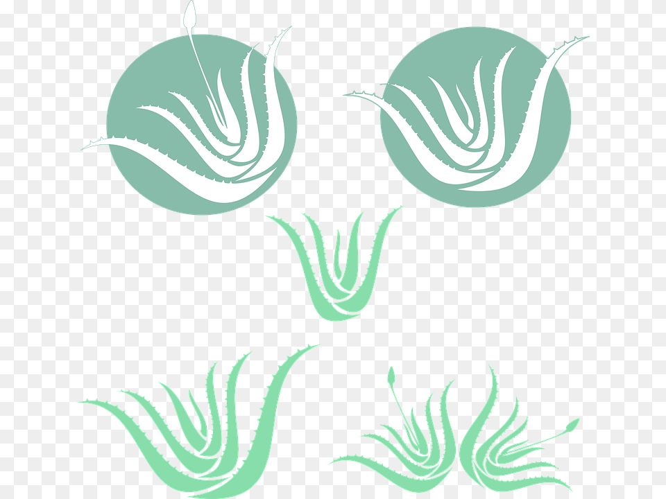 Aloe Vera Green Silhouette Medicinal Plant Aloe Vera Silhouette, Pattern Free Transparent Png