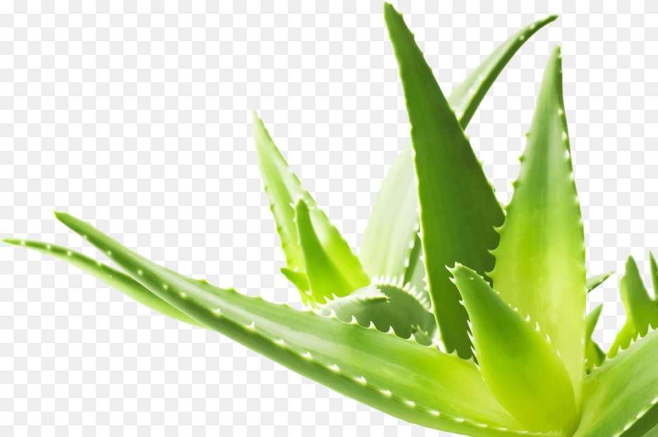 Aloe Vera Hd, Plant Png Image