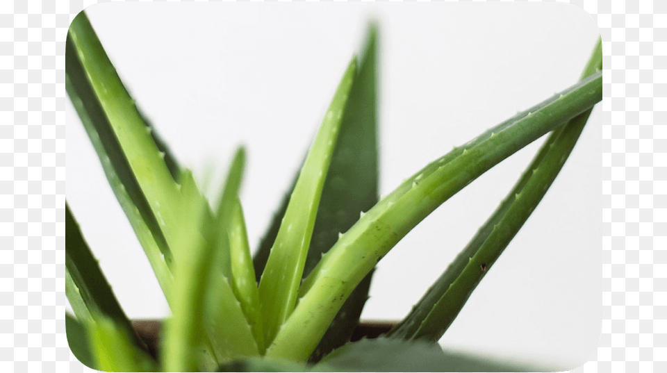 Aloe Vera Images Download, Plant Free Png
