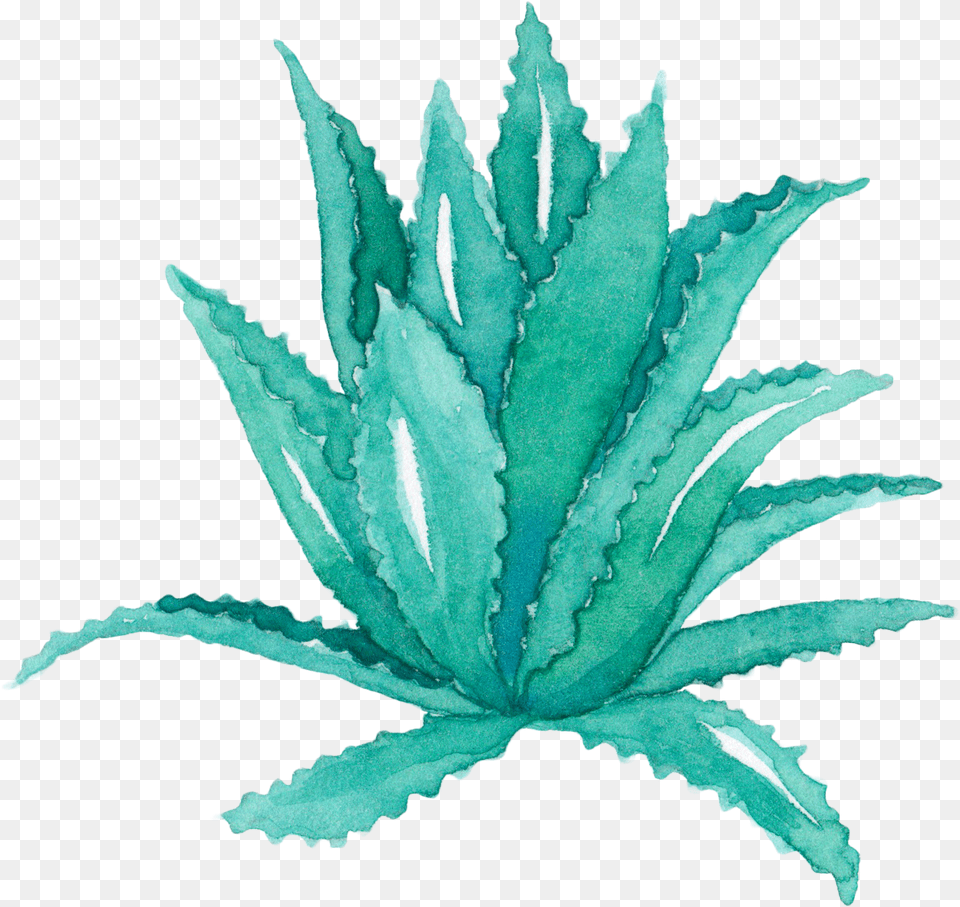 Aloe Vera Leaf Agave Watercolor Painting Succulent Aloe Vera Watercolor, Plant, Animal, Dinosaur, Reptile Free Transparent Png