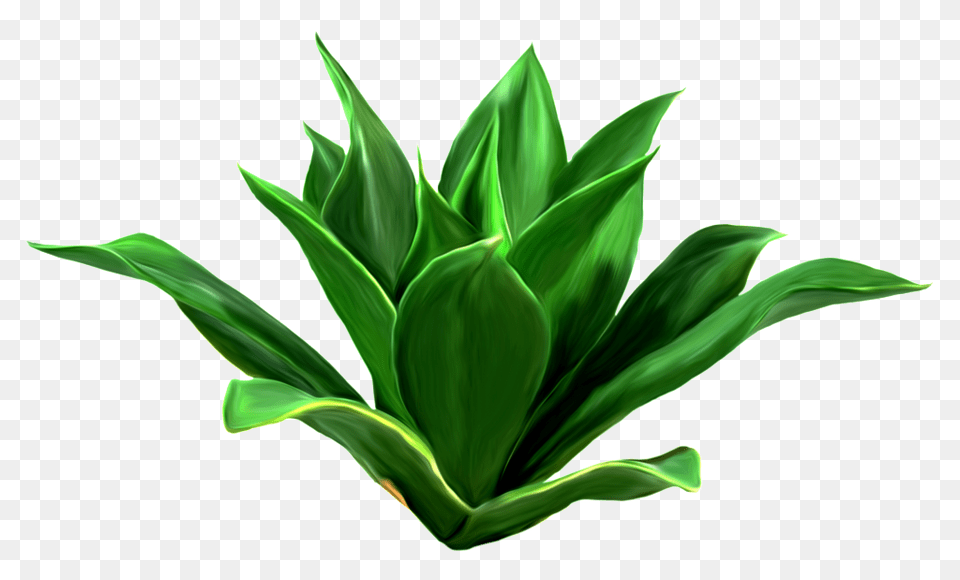 Aloe Vera Leaves Decorative Download, Leaf, Plant, Green Png