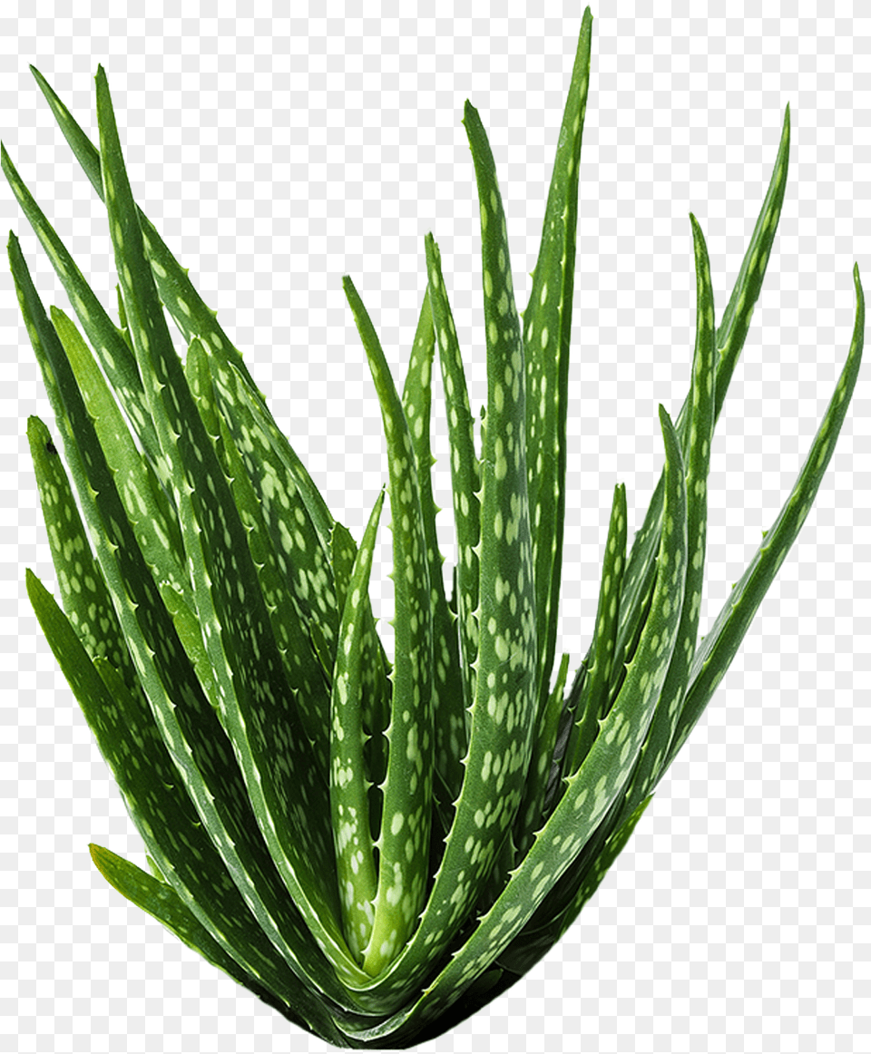 Aloe Vera Medicine Plants, Plant Free Png