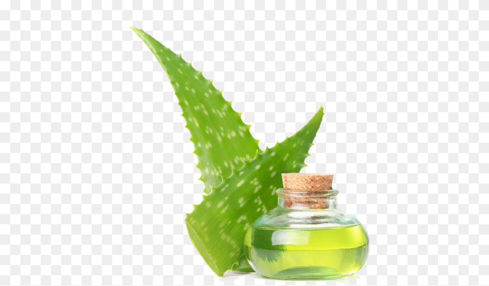 Aloe Vera No Background Shaving Cream, Herbal, Herbs, Plant, Person Free Png
