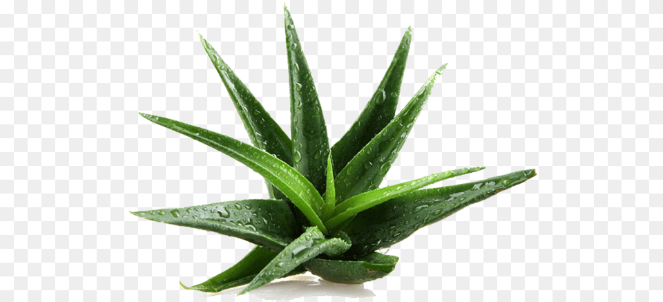 Aloe Vera Plant Png Image