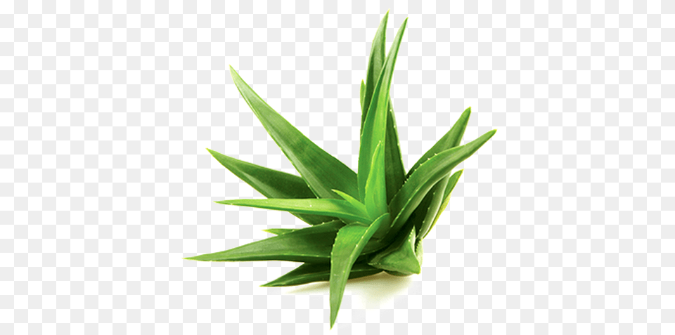 Aloe Vera Plant Free Transparent Png