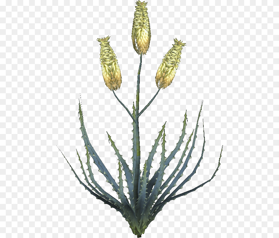 Aloe Vera Plant Aloe Vera Flower, Grass, Chandelier, Lamp, Animal Free Png Download