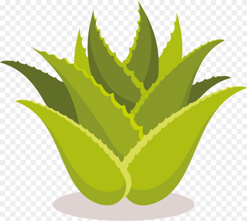 Aloe Vera Plant Clipart, Leaf Free Png