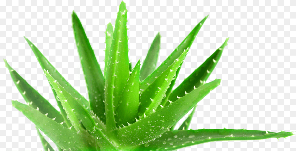 Aloe Vera Plant Hd Free Transparent Png