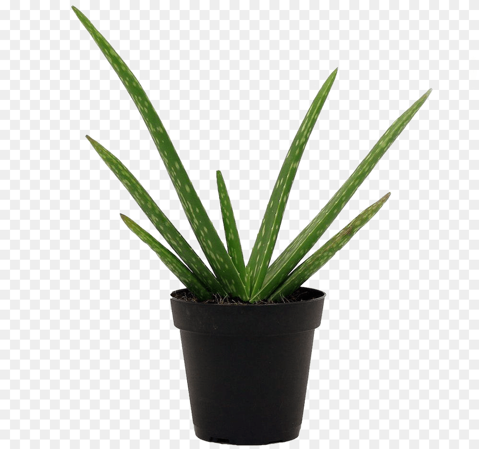 Aloe Vera Plant High Quality Image Common Non Flowering Plants Png