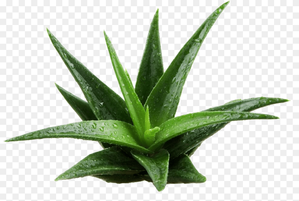 Aloe Vera Plant Image Pflanzen Free Png Download