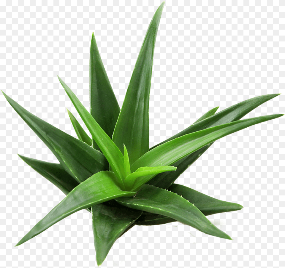 Aloe Vera Plant Top View Free Transparent Png