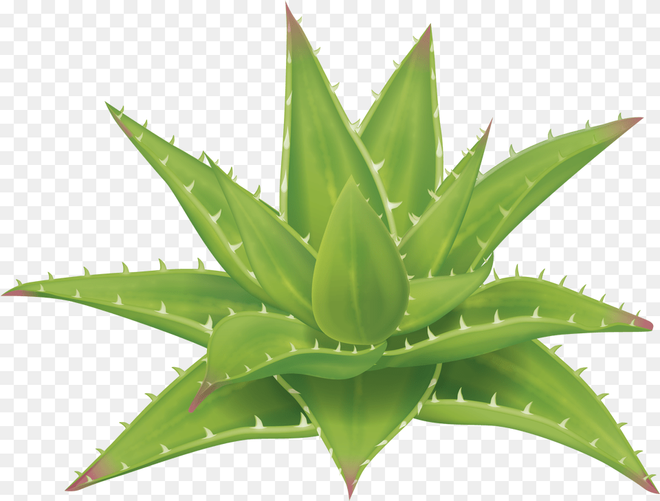 Aloe Vera Planta, Plant, Animal, Fish, Sea Life Png Image