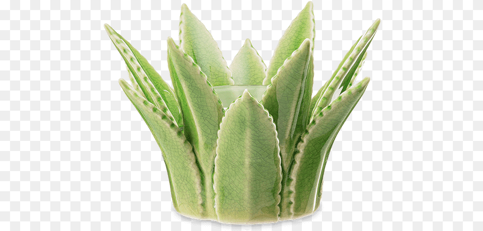 Aloe Vera Scentsy Warmer Agave, Plant Free Png Download