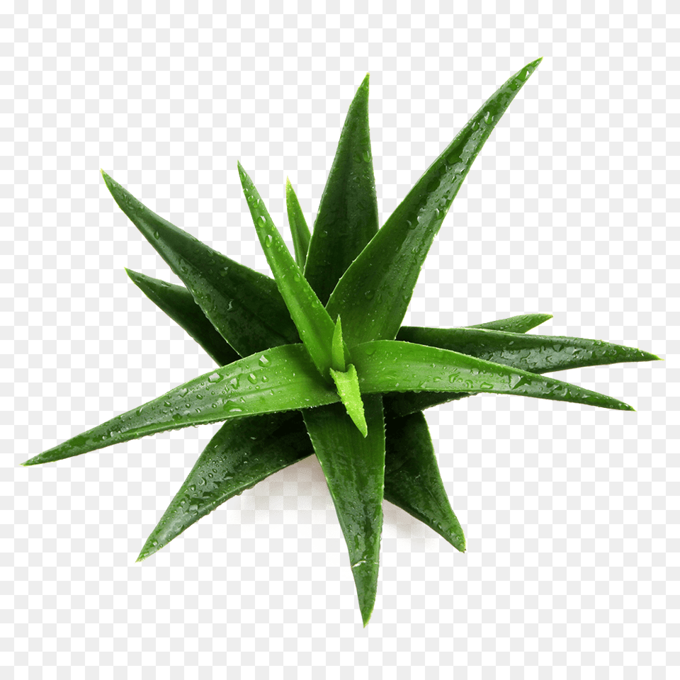 Aloe Vera Thorne, Plant Free Transparent Png