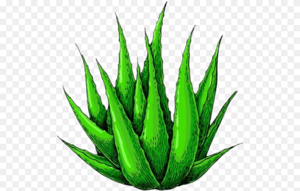 Aloevera Aloe Vera Banner Vertical, Plant Free Png Download