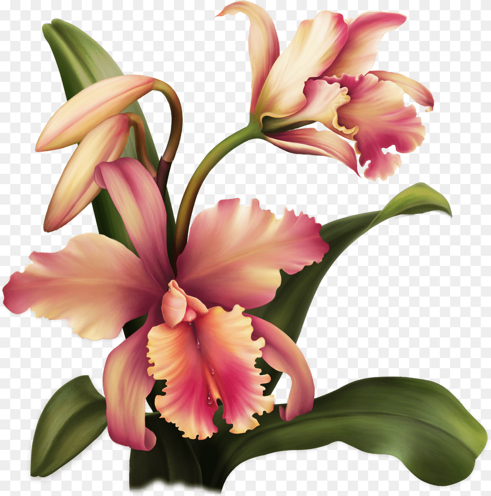 Aloha Orchid Special Flowers Painted Flowers Rubrics Cveti Free Png